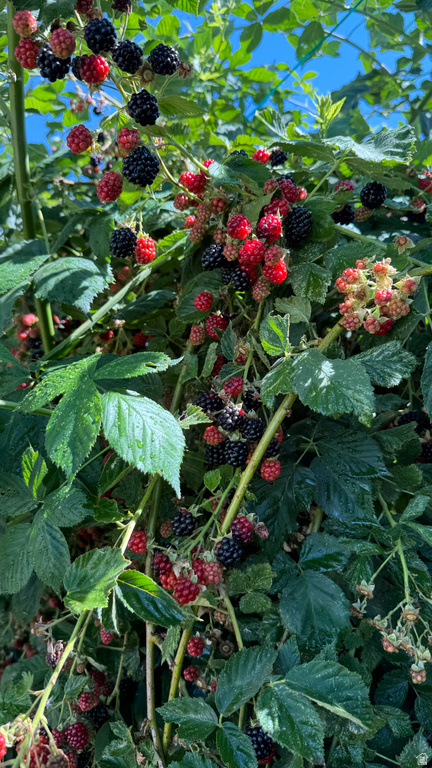 3056 S 1450 W Perry, UT 84302