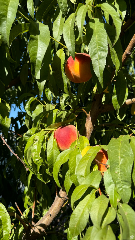 3056 S 1450 W Perry, UT 84302