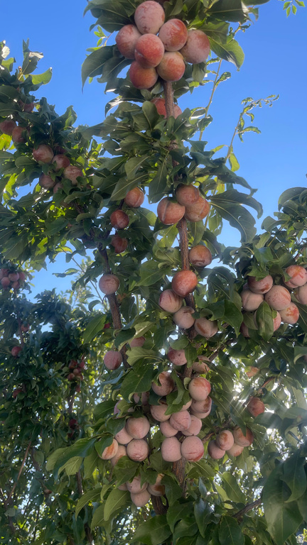 3056 S 1450 W Perry, UT 84302