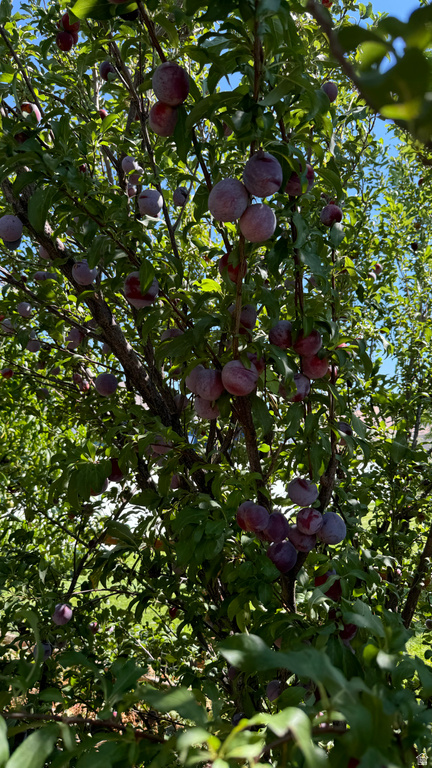 3056 S 1450 W Perry, UT 84302