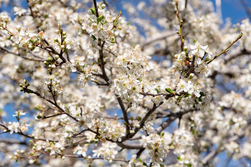 2614 E PROVIDENCE CT Holladay, UT 84121