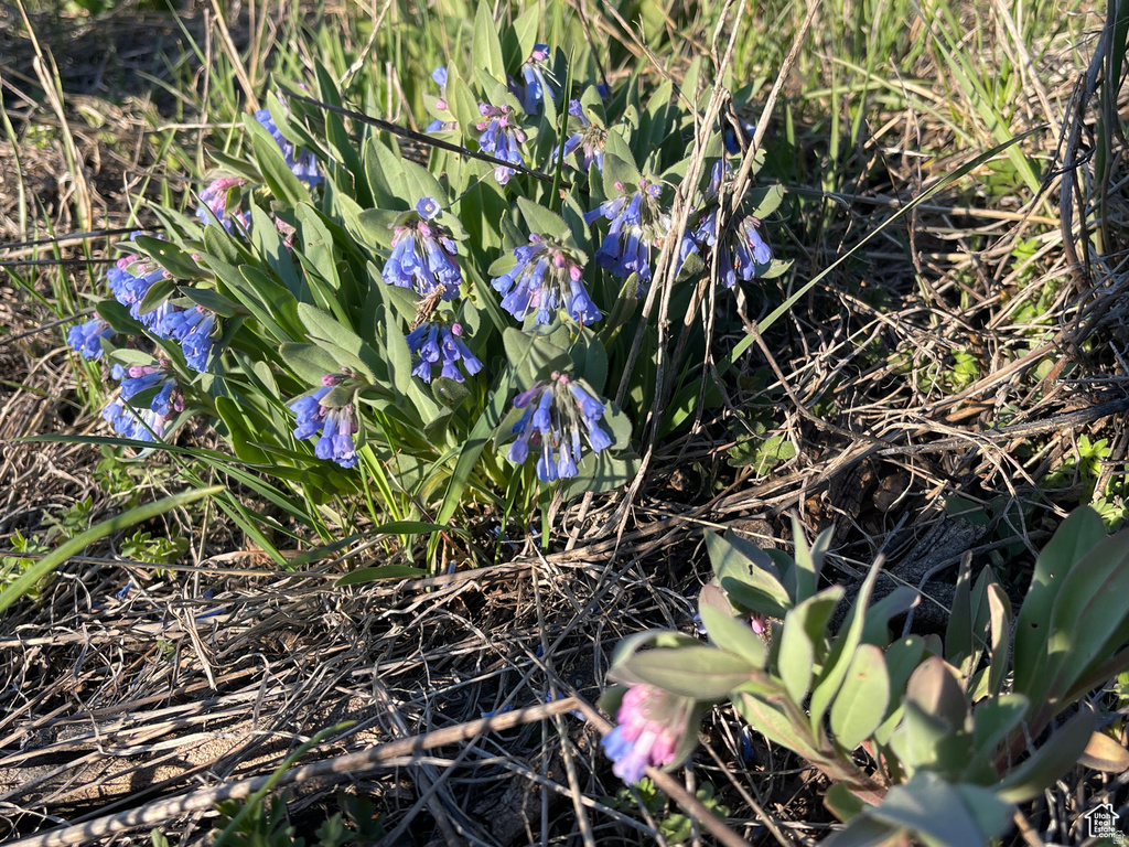 200  MILL FARM RD Montpelier, ID 83254