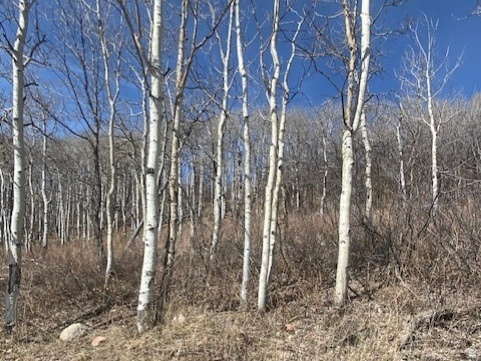 2604 S FOREST MEADOW RD Coalville, UT 84017