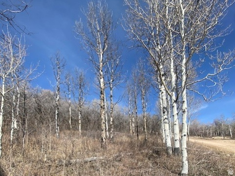 2604 S FOREST MEADOW RD Coalville, UT 84017