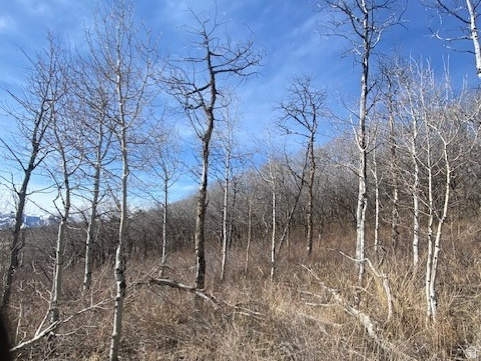 2604 S FOREST MEADOW RD Coalville, UT 84017