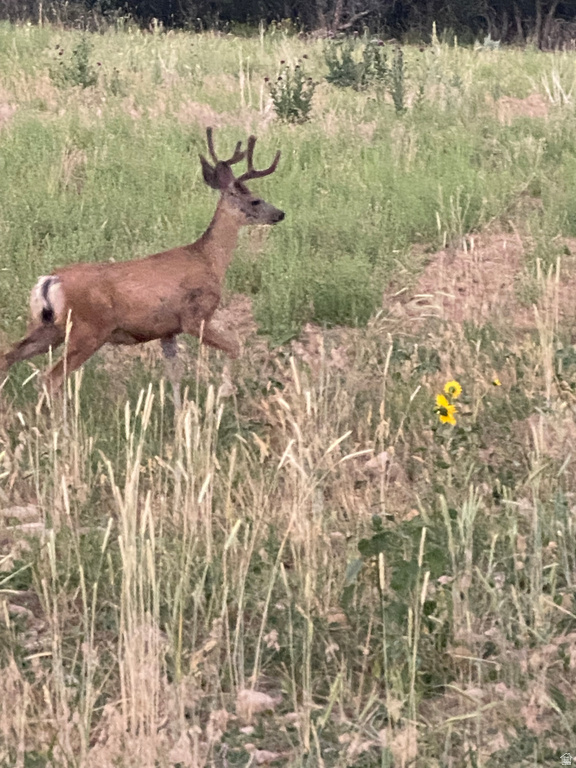 47 S MEADOW DR Springville, UT 84663