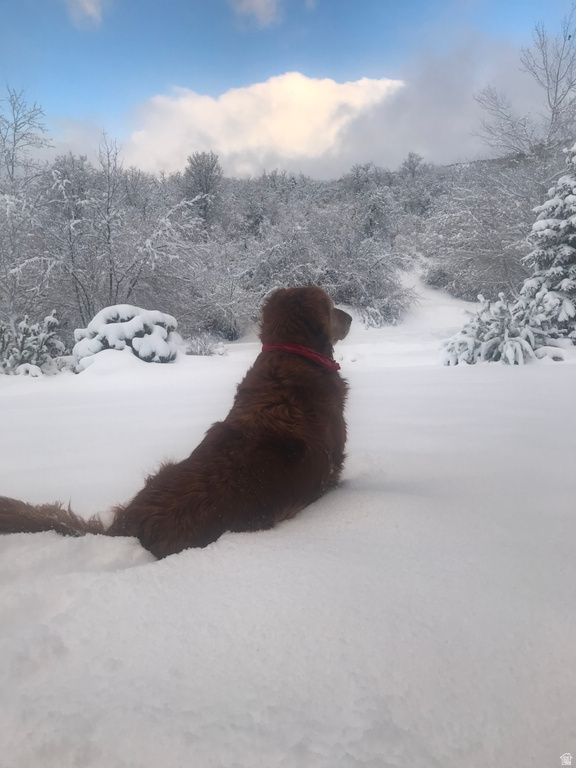 47 S MEADOW DR Springville, UT 84663