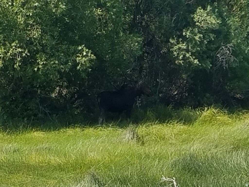 3544 BROWNING RD Island Park, ID 83429