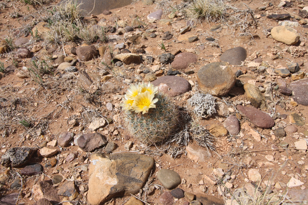 10495 E 7750 N Lapoint, UT 84039