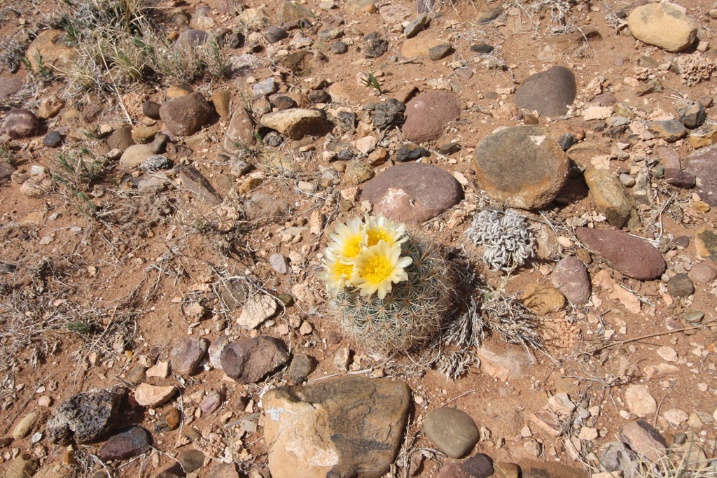 10495 E 7750 N Lapoint, UT 84039