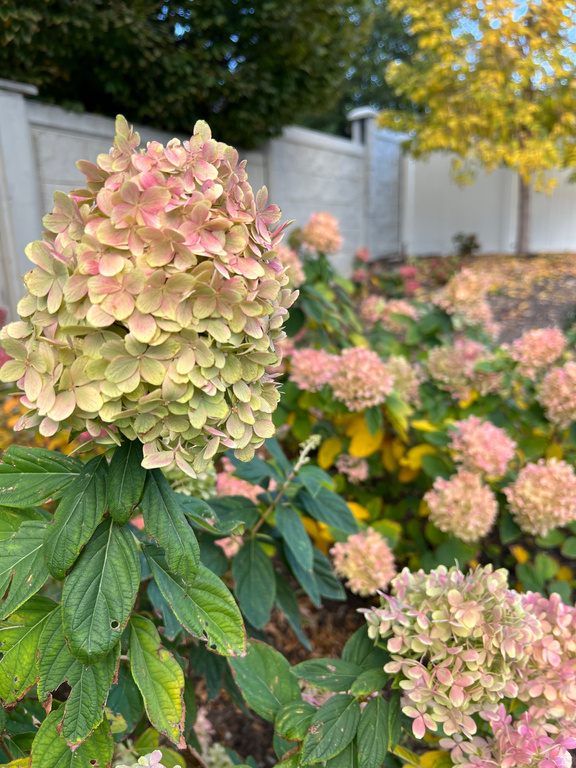 10984 S LEES DREAM DR #201 South Jordan, UT 84095