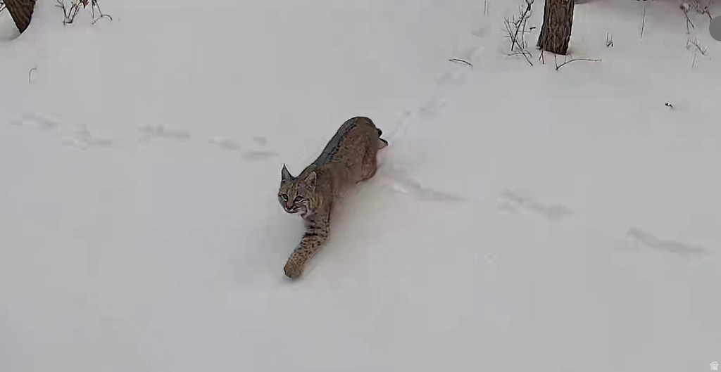 45 OAK CREST DRIVE Mt Pleasant, UT 84647