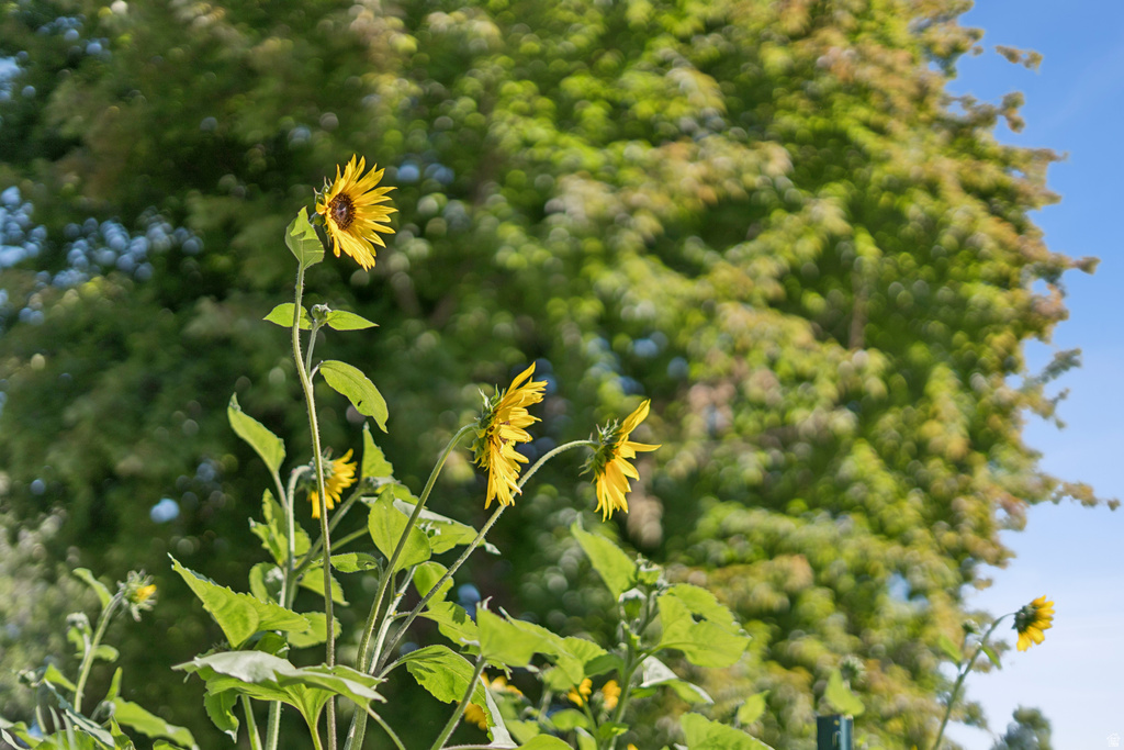 1410 S 300 E Salt Lake City, UT 84115