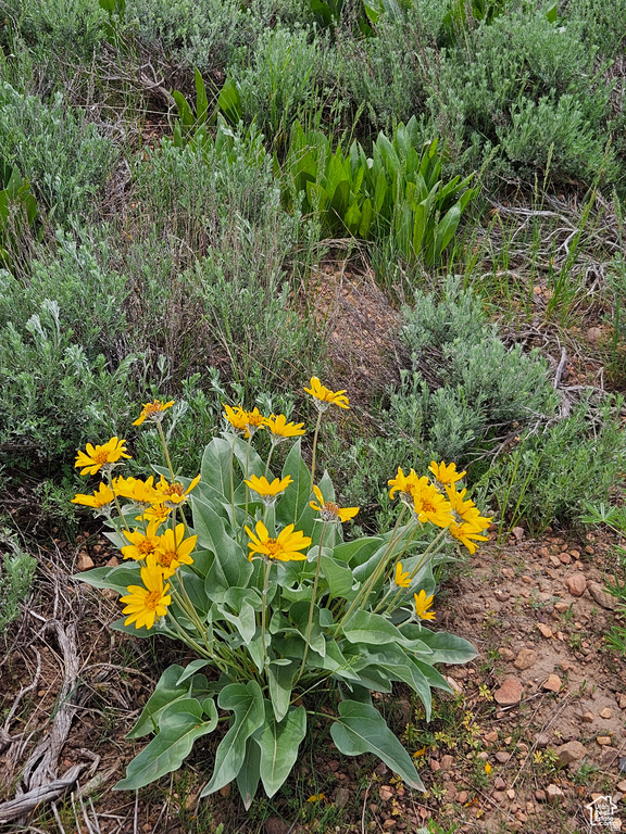 3388 N OAK CYN Huntsville, UT 84317