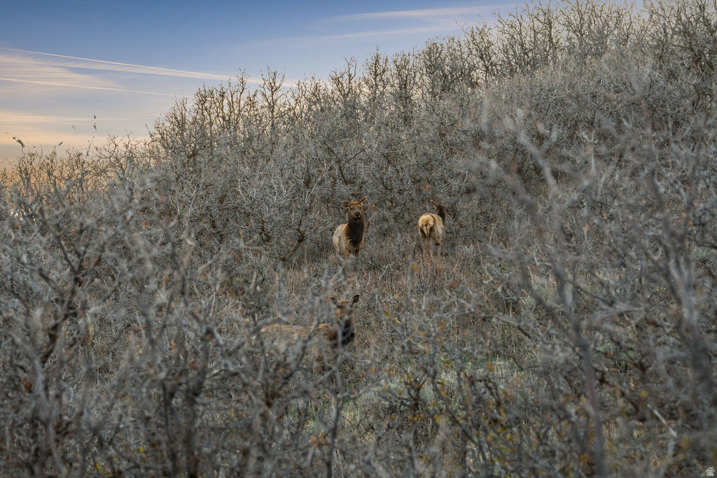 1980  LOWER COVE RD Park City, UT 84098