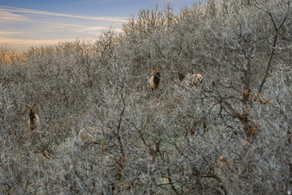 1980  LOWER COVE RD Park City, UT 84098