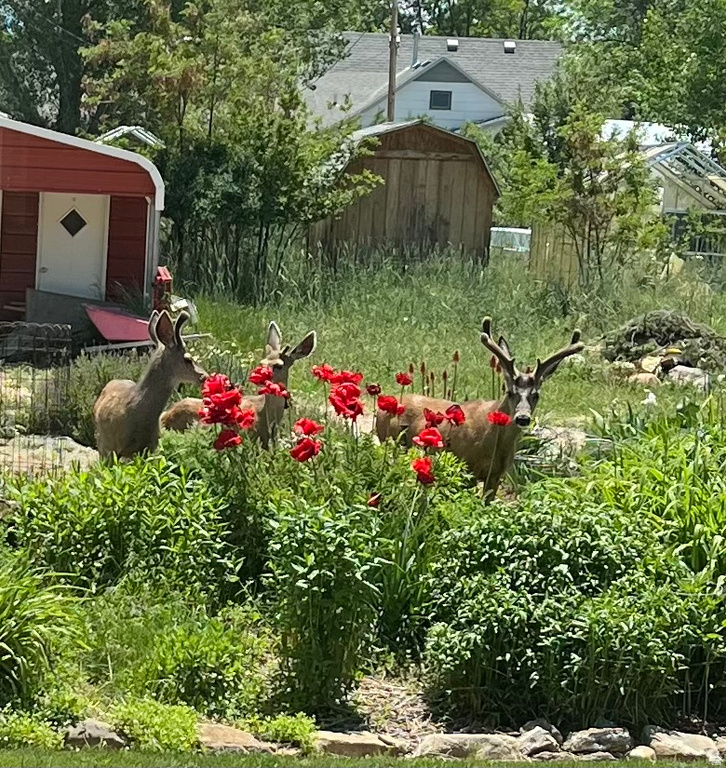 430 E 100 N Mt Pleasant, UT 84647