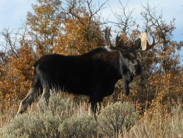 12602 SKYLINE RD #130 Echo, UT 84024