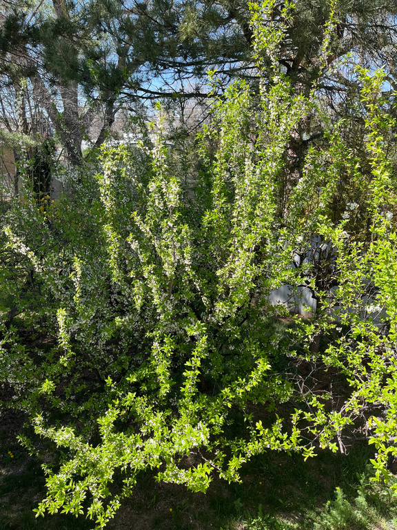 4620 S NAMBA WAY #101 Millcreek, UT 84107