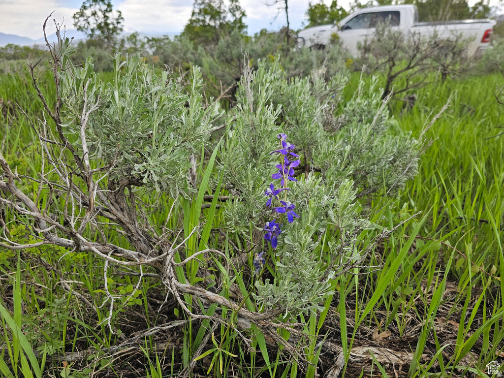 2  WHISPERING PINES RD Mt Pleasant, UT 84647