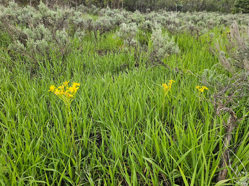 3  WHISPERING PINES RD Mt Pleasant, UT 84647