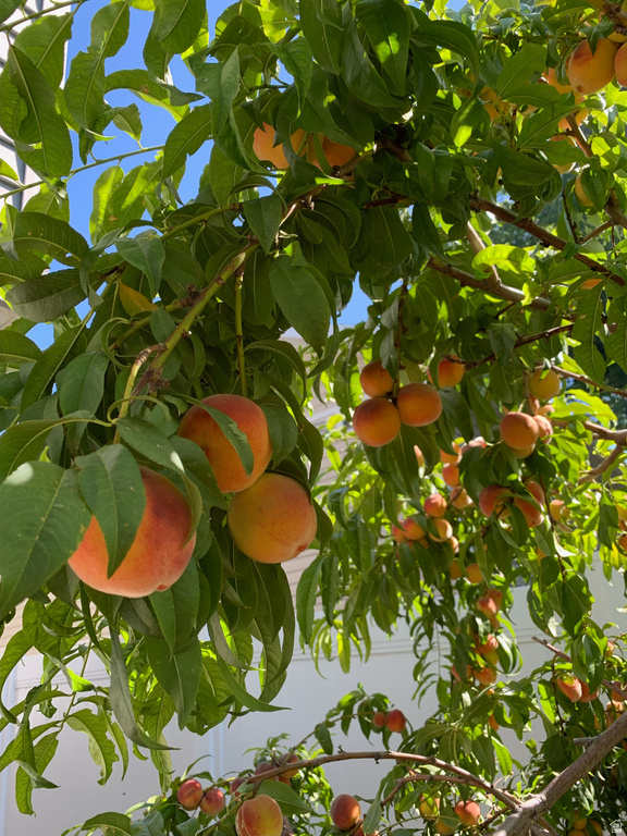 1445 W SILVERCREEK DR Layton, UT 84041