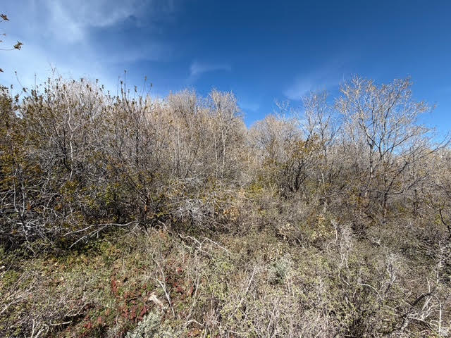 193  HICKOCK DR Fish Haven, ID 83287