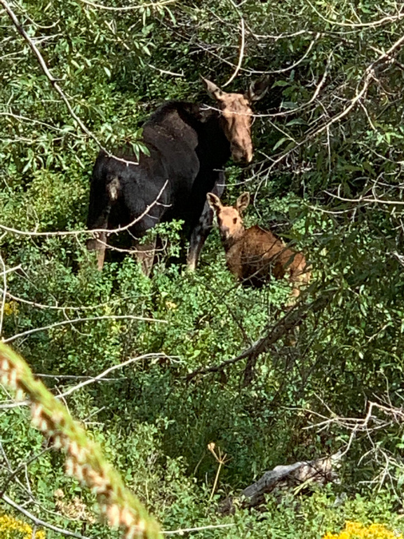 152 S PINE DR #33 Huntsville, UT 84317