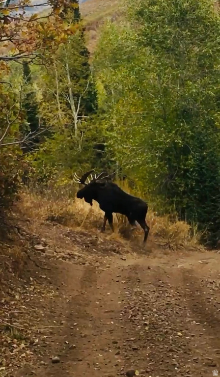 152 S PINE DR #33 Huntsville, UT 84317