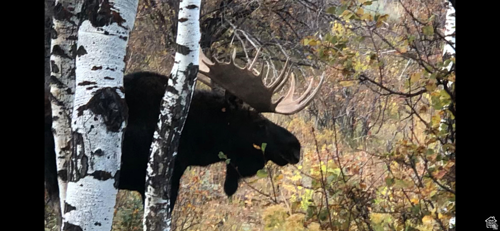 28 MOOSE HORN RD, #28 Coalville, UT 84017