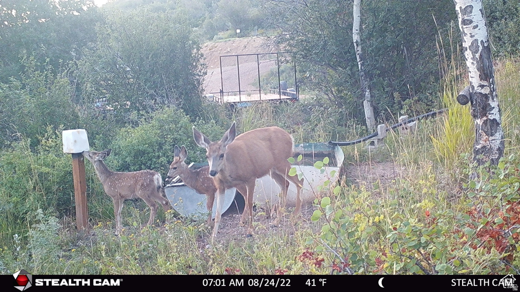 28 MOOSE HORN RD, #28 Coalville, UT 84017