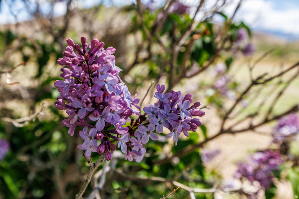 1085 S RIVER RIDGE LN Joseph, UT 84739