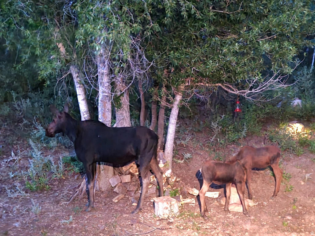 11607  MIDDLE FORK DR Huntsville, UT 84317