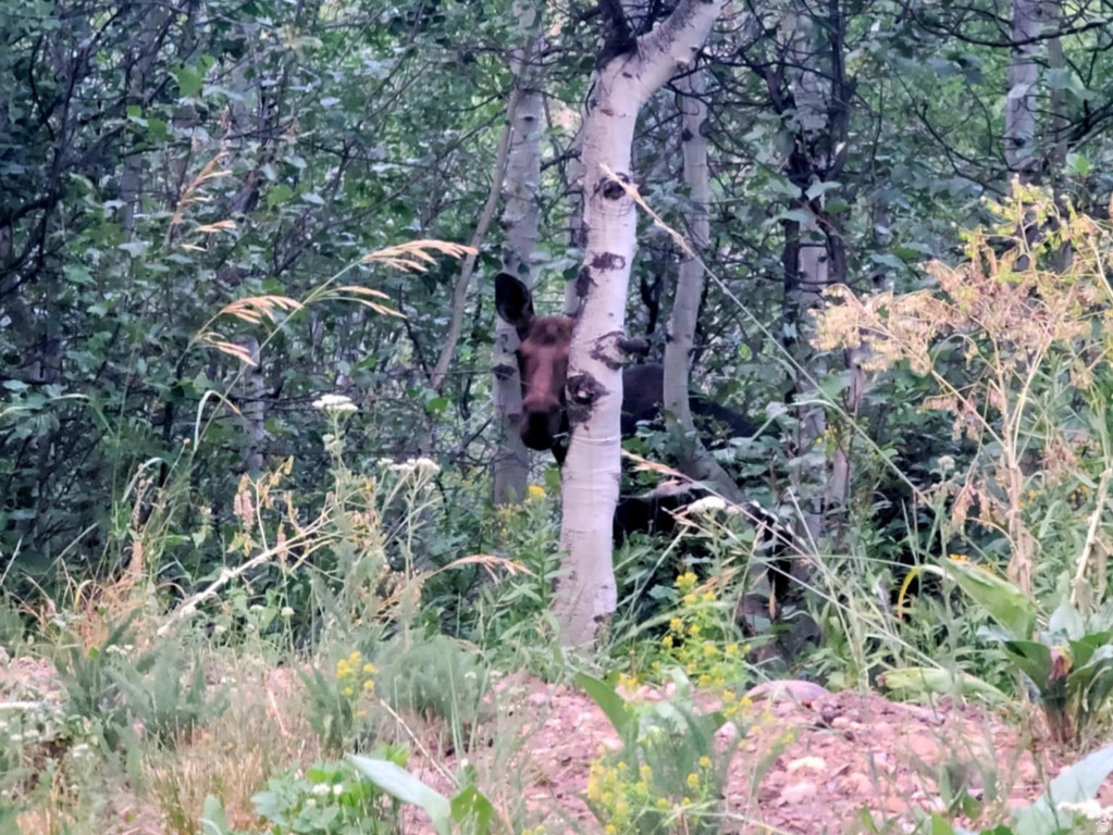 11607  MIDDLE FORK DR Huntsville, UT 84317