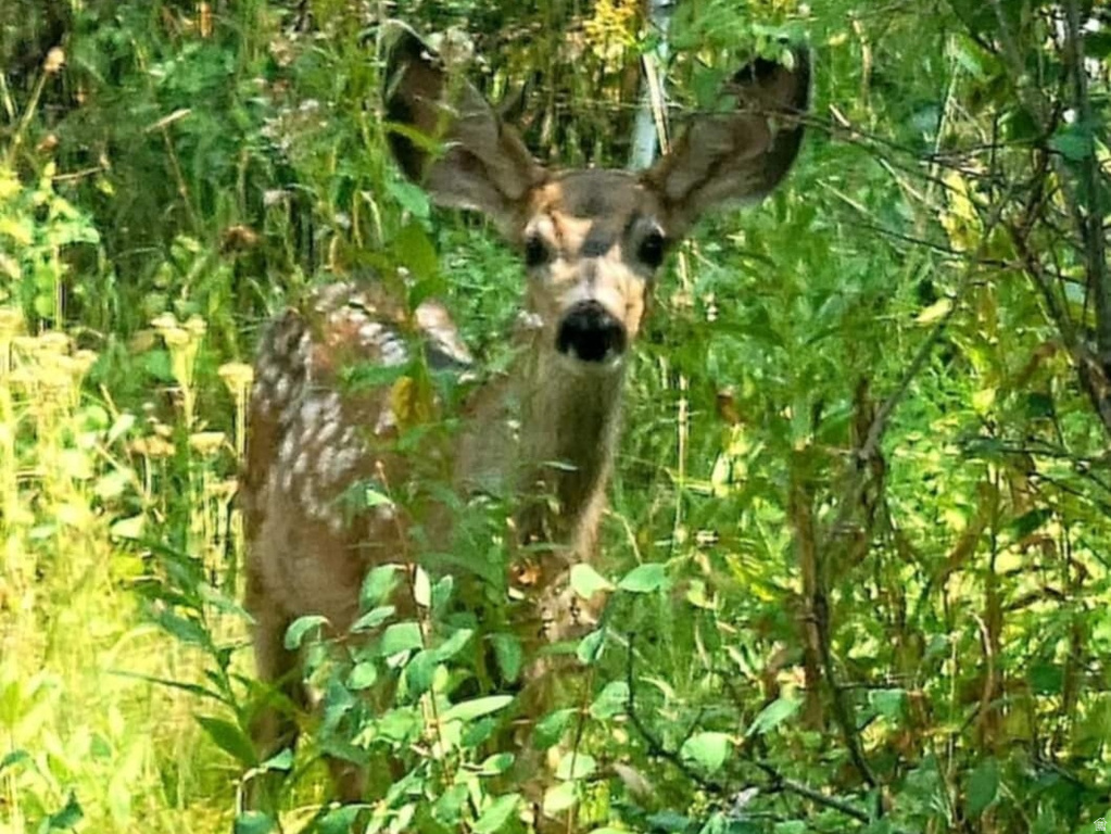 11607  MIDDLE FORK DR Huntsville, UT 84317