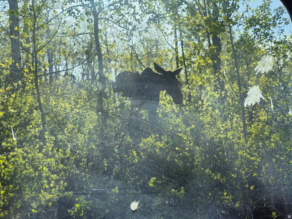 7347  JIM BRIDGER DR Huntsville, UT 84317