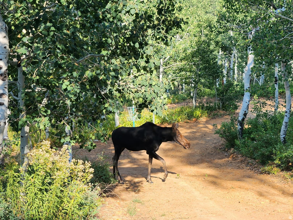 7347  JIM BRIDGER DR Huntsville, UT 84317