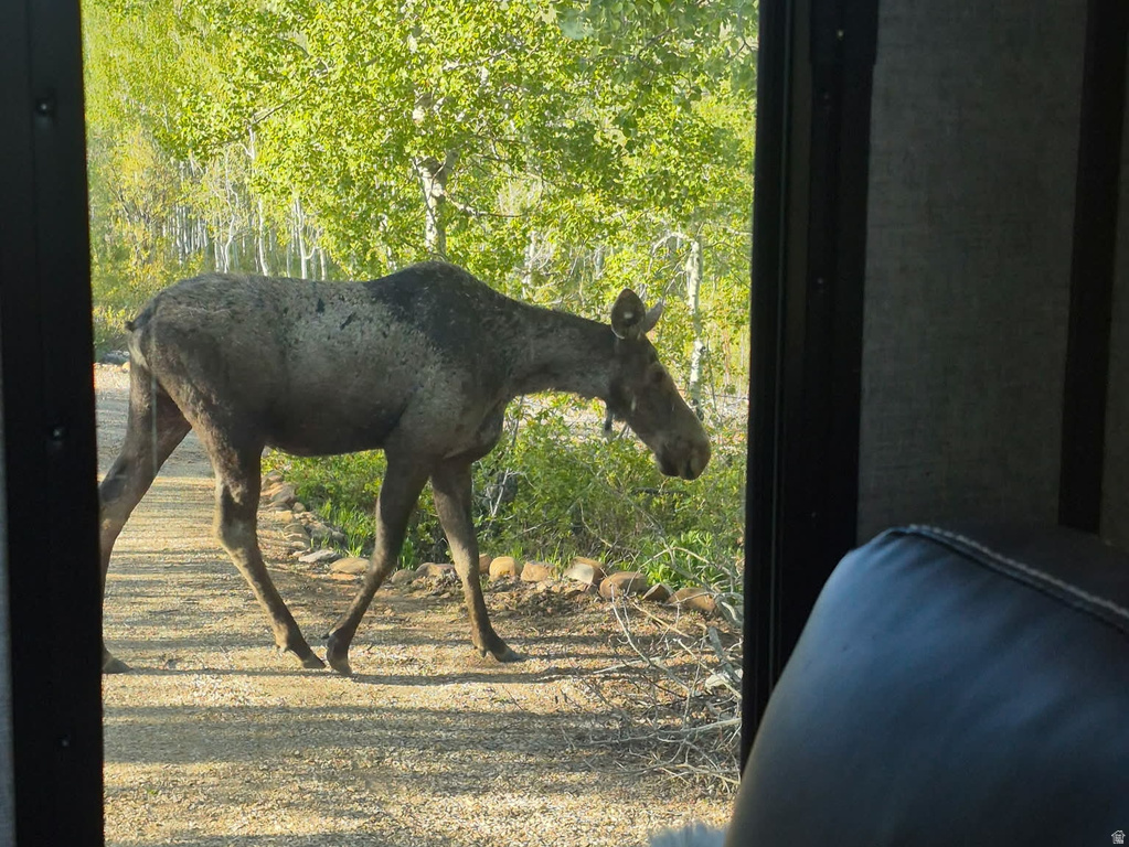 7347  JIM BRIDGER DR Huntsville, UT 84317