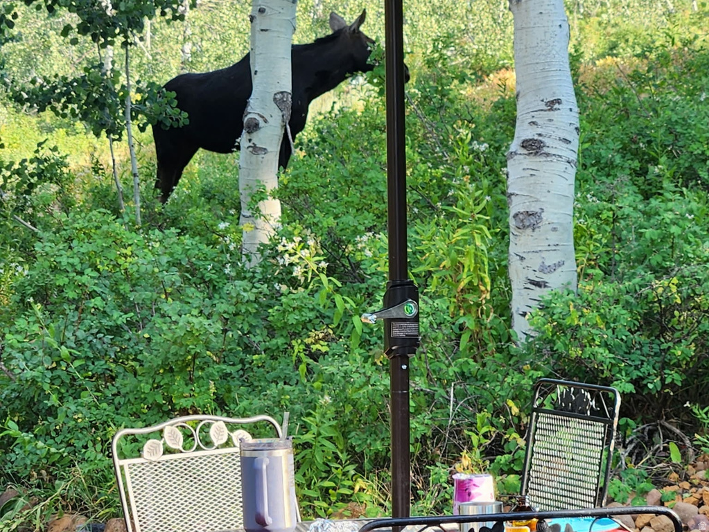 7347  JIM BRIDGER DR Huntsville, UT 84317