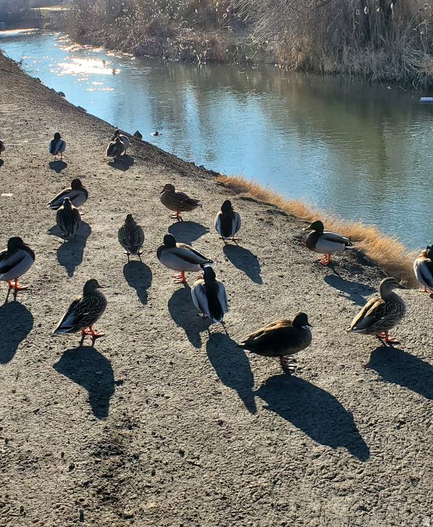 1359 W STEWART DR Riverton, UT 84065