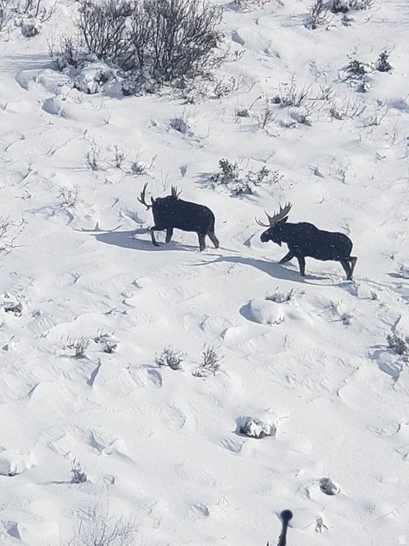 11829 FALCON PT #H21 Huntsville, UT 84317