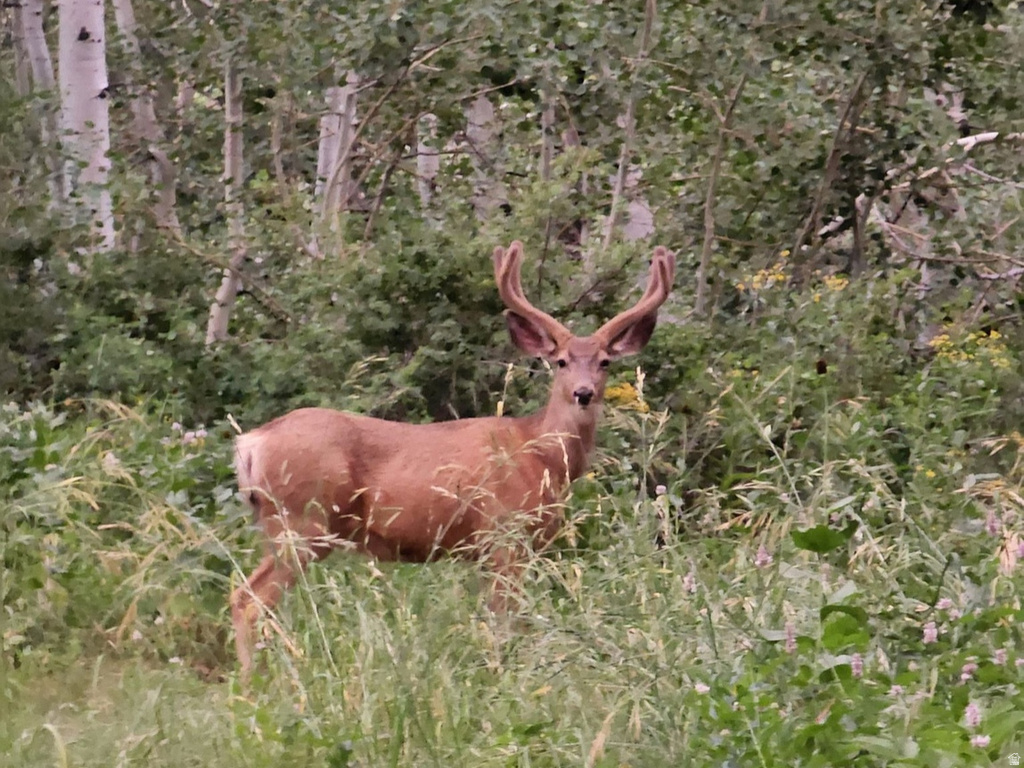 7434 N RENDEZVOUS RD Huntsville, UT 84317