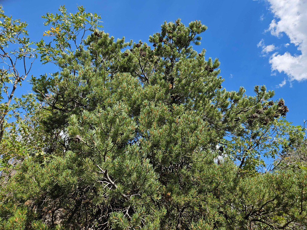 300 E SKY CREST DR Indianola, UT 84629