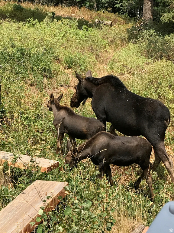 1456 W NAVAJO RD Wanship, UT 84017