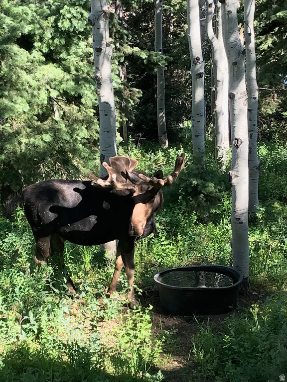 1456 W NAVAJO RD Wanship, UT 84017