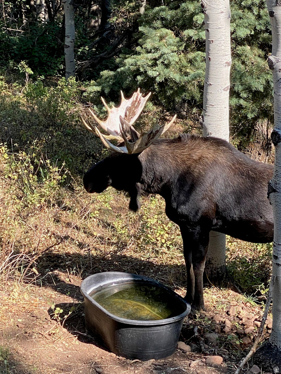 1456 W NAVAJO RD Wanship, UT 84017