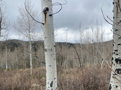 1117 W ARAPAHO DR Coalville, UT 84017