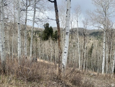 1117 W ARAPAHO DR Coalville, UT 84017