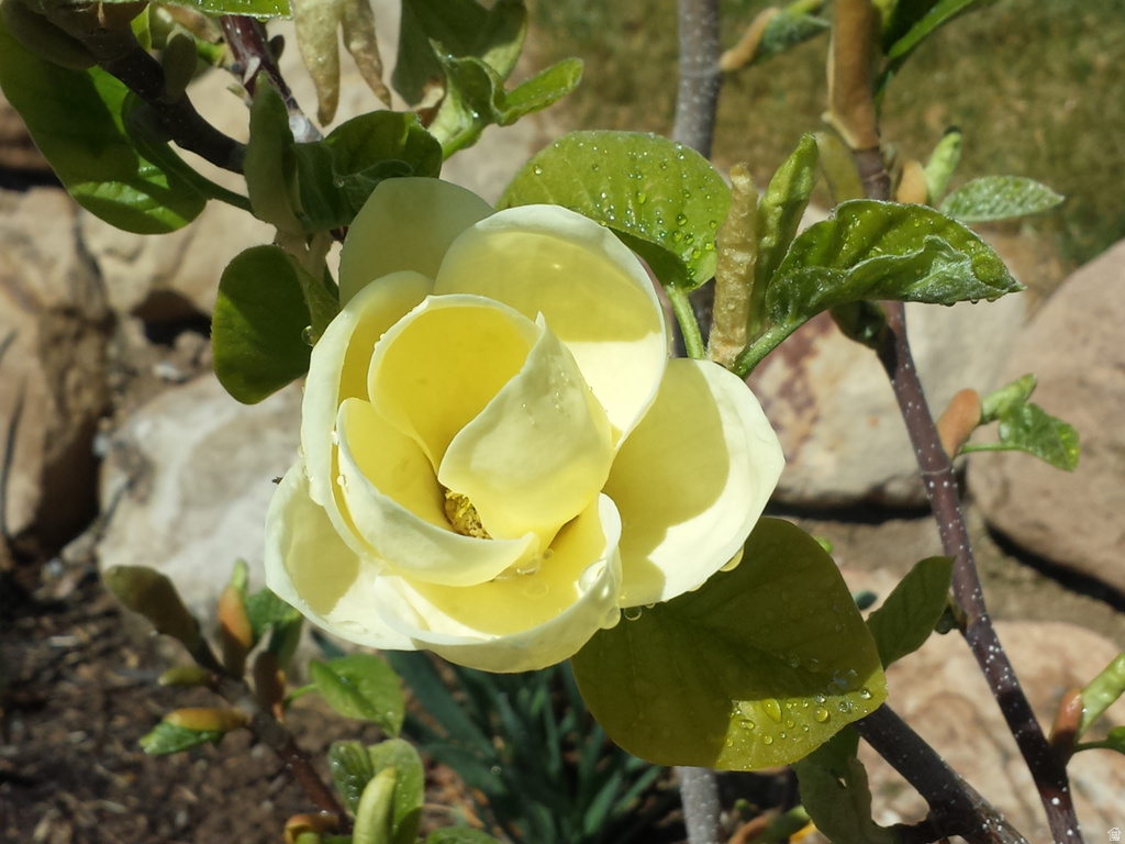 1118 N 580 E Pleasant Grove, UT 84062