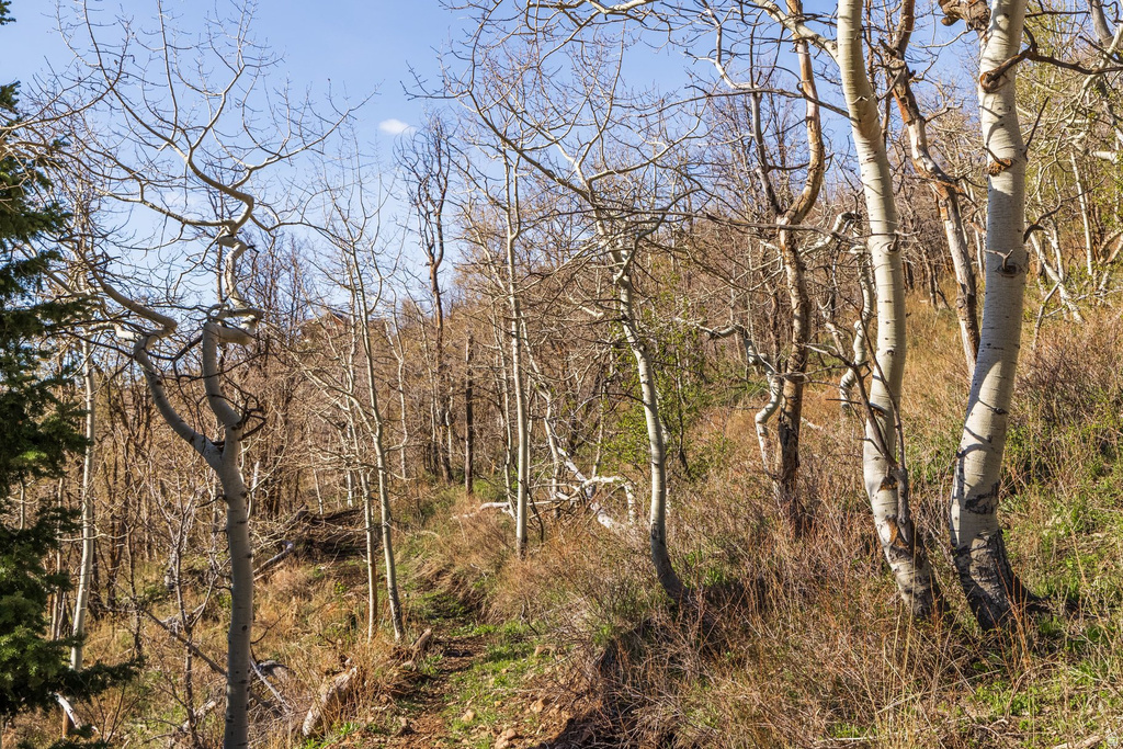 10135 N KIMBALL CANYON RD Park City, UT 84098